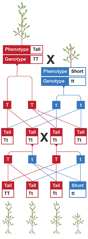 Monohybrid cross