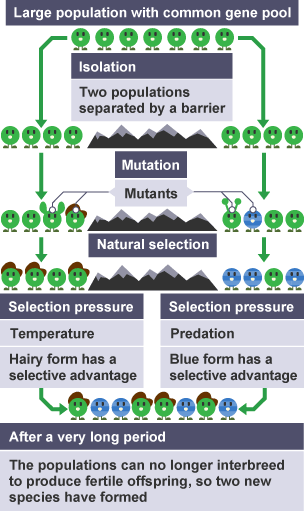 A large population with a common gene pool, due to isolation they become two populations separated by a barrier.  Mutations appear in both populations.  Selection pressure occurs.  In one population a cold temperature means the hairy form has a selection advantage.  In the other population predation means the blue form has a selective advantage.  After a long period of time the two populations can no longer breed to produce fertile offspring so two new species have formed.