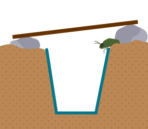 Cross-section of a bug trap showing an insect at the top of a hole. The hole is covered by a board which is raised from the ground at an angle by stones either side of the hole.