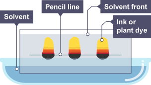 The paper has absorbed the solvent, and the ink or plant dye has spread further up the paper. The colours are now yellow, red and black.