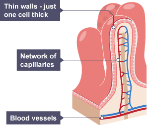 a diagram of a villus with thin walls, network of capillaries and blood vessels labelled