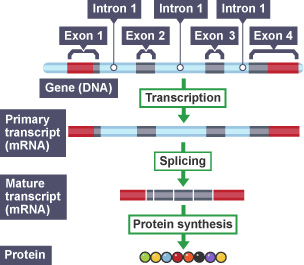 RNA splicing diagram