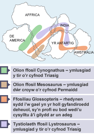 Map yn ategu damcaniaeth Wegener, yn dangos holl gyfandiroedd y byd wedi uno â'i gilydd, gan gynnwys y mannau lle mae ffosiliau o weddillion anifeiliaid tir wedi cael eu canfod.