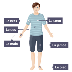 Parts of the body in French