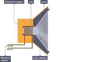 End of speaker cone is surrounded by a permanent magnet. A coil of wire which carries electrical signals is wrapped around the end of the cone. Movement generated causes the cone to vibrate.