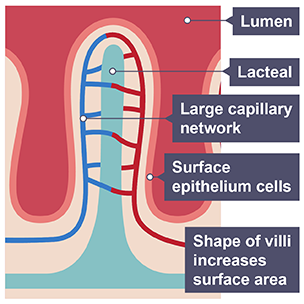 Absorption