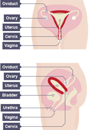 The parts that comprise the human female reproductive system: oviduct, ovary, uterus, cervix, vagina, bladder and urethra.