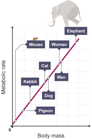 The relationship between body mass and metabolic rate