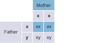 Mother has 2 x chromosomes, Father has an x and y chromosome. If the male x and one of the female x chromosomes combine they have a girl, if the x and y chromosomes combine they have a boy.