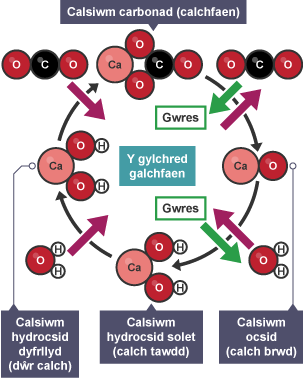 Diagram o'r gylchred calchfaen.