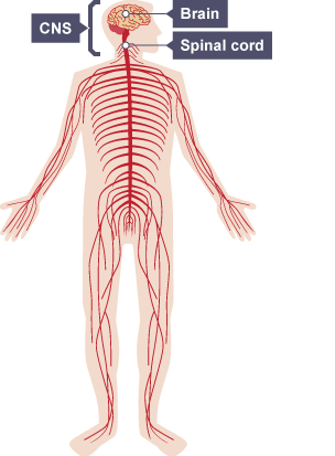Human body showing the nervous system with the brain and spinal cord labelled. The brain and spinal cord comprise the central nervous system.