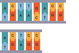 DNA mutation. 2 DNA sequences.  The second is missing 3 pairs: TA, GC and CG.