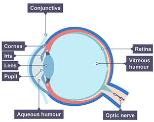 Eye cross section