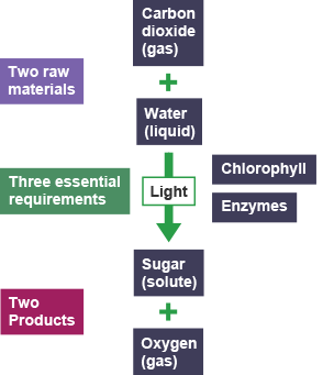 A flow chart demonstrating the definition of an enzyme. 2 raw materials - carbon dioxide and water are added tofether.  Light is added along with chlorophyll and enzymes.  The result is 2 products - sugar and oxygen.