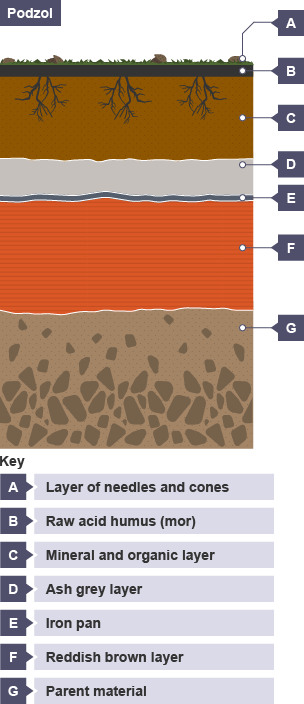 Differences in layers of soil beneath the earth - especially Podzol.