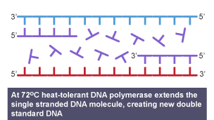 At 72 degress centigrade heat-tolerant DNA polymerase extends the single stranded DNA molecule, creating new double standard DNA