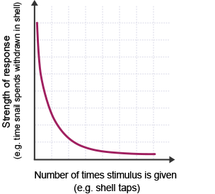 A graph showing responses to when habituation occurs. Y-axis shows strength of response, for example the time a snail spends withdrawn in shell. X axis shows number of times stimulus is given, for example shell taps.  The plotted line starts high up the y axis and initially drops rapidly, before becoming a smooth curve and then dropping very gradually, almost horizontal just above the x axis.