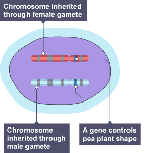 Inside the nucleus of a pea plant cell. Pair of chromosomes.  Chromosome one is inherited through the female gamete.  Chromosome two inherited through the male gamete.