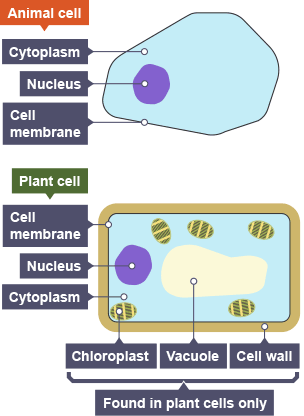 Animal Cell Labeled Diagram Bbc Bitesize What Are Cel - vrogue.co