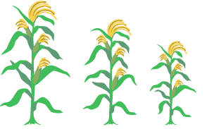 Three maize plants showing three generations. The plants shrink with each generation.