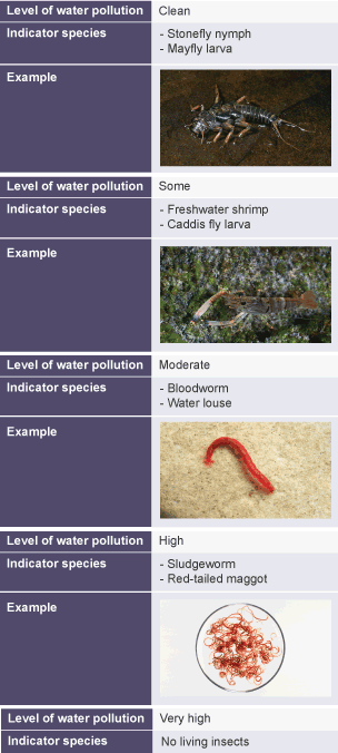 Clean: stonefly nymph, mayfly larva. Some pollution: freshwater shrimp, caddis fly larva. Moderate: bloodworm, water louse. High: sludgeworm, red-tailed maggot.  Very high: no living insects.