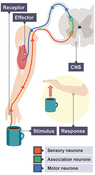 Reflex arc