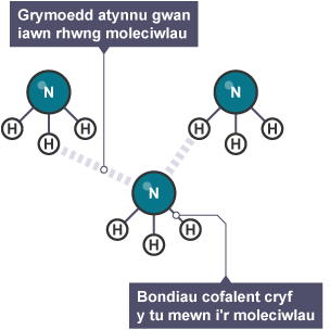 Diagram yn dangos y grymoedd atynnu gwan iawn rhwng moleciwlau, a'r bondiau cofalent cryf y tu mewn i foleciwlau amonia.