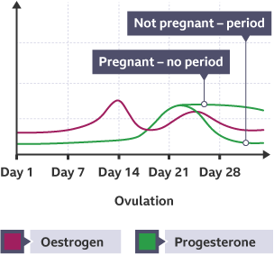 a graph showing the level of oestrogen is highest on day 14 of the cycle. progestogen is highest on day 22 and stays high if woman is pregnant
