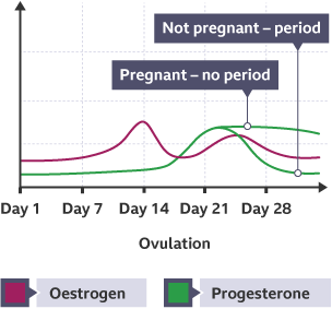 Changes that occur during the menstrual cycle - Reproduction - KS3 Biology  - BBC Bitesize