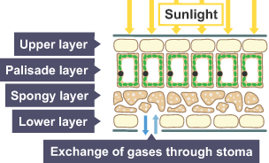 cross section of a leaf showing the sunlight hitting the upper layer, below it the palisade layer, spongy layer, lower layer and stomata, where gasses are exchanged in and out of the cell