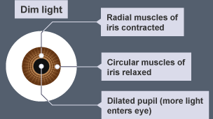 When there is little light the pupil of the eye expands to let in more light