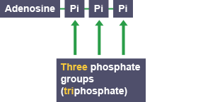 ATP is made of one adenosine molecule and three phosphate groups, called Pi for short