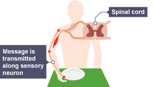 The message is transmitted along the sensory neuron towards the spinal chord.