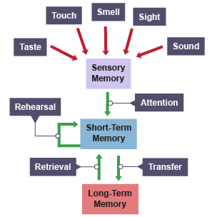 Memory - Memory - Higher Human Biology Revision - BBC Bitesize