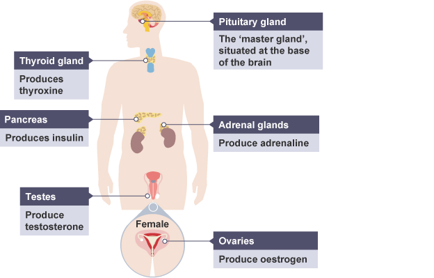 What organ produces adrenaline?