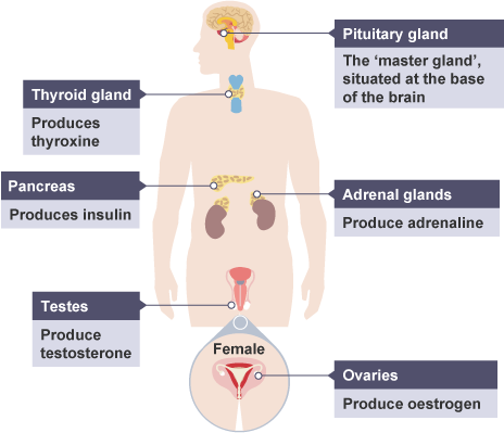 Endocrine system glands