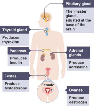 Hormones and the glands that produce them in the human body