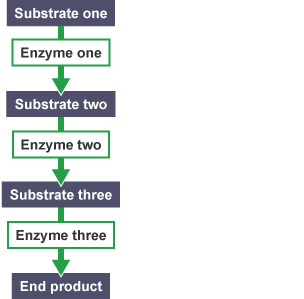 Anabolic metabolic pathways example