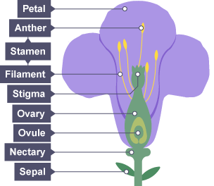 The component parts of plant that allow reproduction: petal, anther, stamen, filament, stigma, ovary, ovule, nectary and sepal.