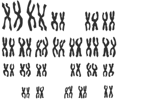 Several pairs of X chromosomes arranged in four rows, with the bottom-right pair highlighted.