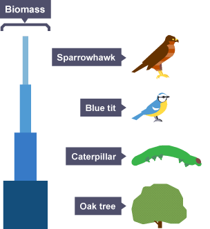 Image result for pyramid of biomass