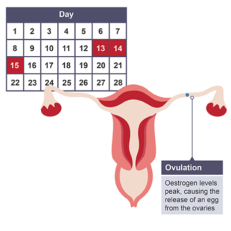 Difference between the Placenta and Umbilical Cord