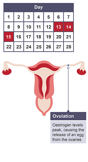 The menstrual cycle - Reproduction, fertility and contraception (CCEA) -  GCSE Biology (Single Science) Revision - CCEA - BBC Bitesize