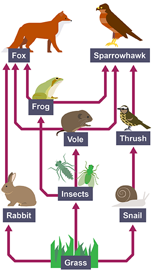 Food chains and food webs - Ecological relationships and energy flow