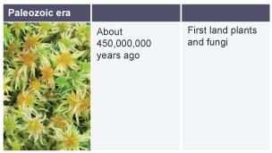 About 450,000,000 years ago: first land plants and fungi.