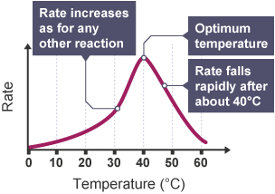 Graph of rate against temperature (°C) for enzymes.