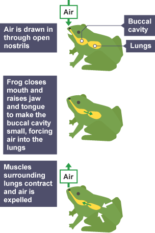 Frog respiratory system.