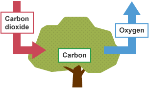 Diagram showing how trees capture carbon, by absorbing carbon dioxide from the atmosphere and releasing oxygen into the environment.