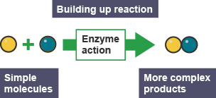 Building up reaction.  Simple molecules via an enzyme action become more complex products.