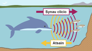 Diagram i ddangos ecoleoliad. Mae dolffin yn anfon tonnau sain allan ar ffurf synau clicio, ac yn derbyn atsain o'r pysgod o'i flaen.